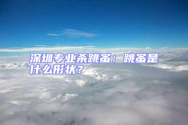深圳專業殺跳蚤：跳蚤是什么形狀？