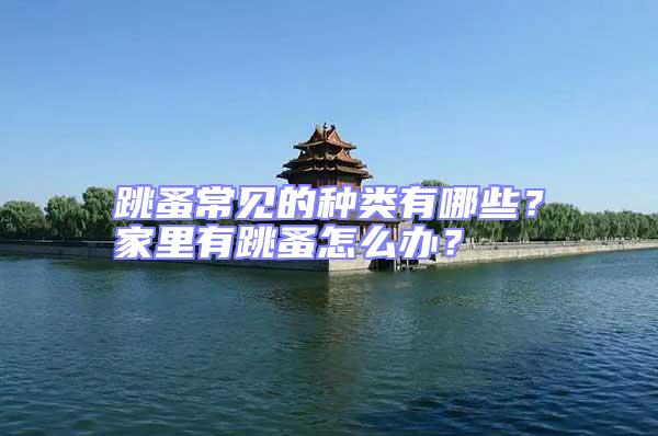 跳蚤常見的種類有哪些?家里有跳蚤怎么辦?
