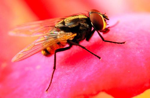 捕蠅籠廠家解讀：捕蠅籠適宜投放在哪些地方