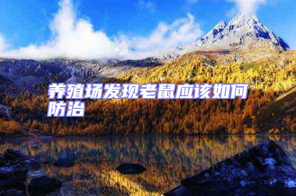 養殖場發現老鼠應該如何防治