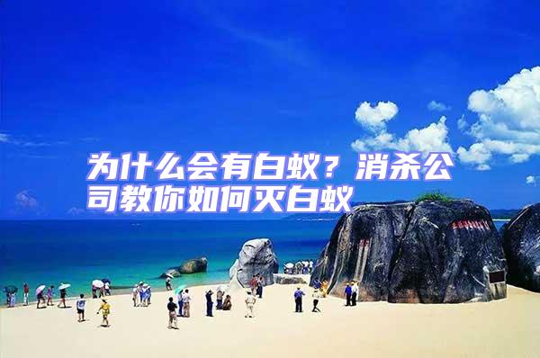 為什么會有白蟻?消殺公司教你如何滅白蟻