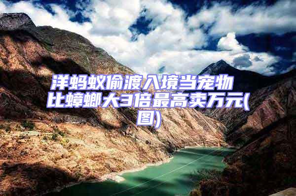 洋螞蟻偷渡入境當(dāng)寵物 比蟑螂大3倍最高賣萬(wàn)元(圖)