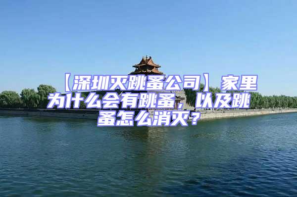 【深圳滅跳蚤公司】家里為什么會(huì)有跳蚤,以及跳蚤怎么消滅?