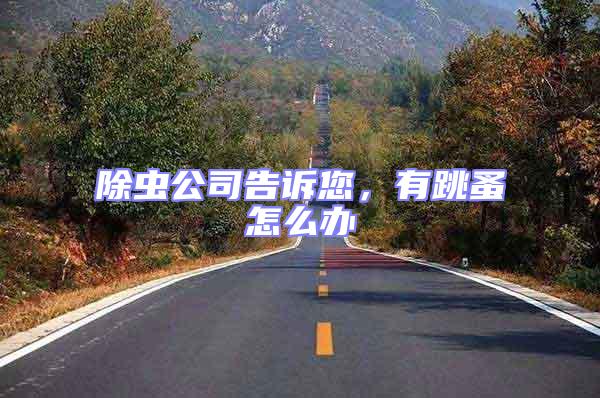 除蟲公司告訴您，有跳蚤怎么辦