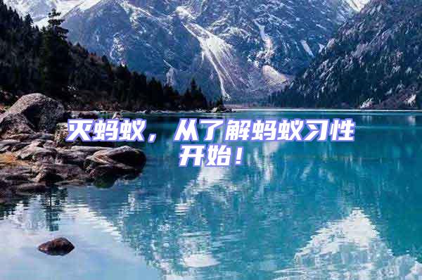 滅螞蟻,從了解螞蟻習性開始!