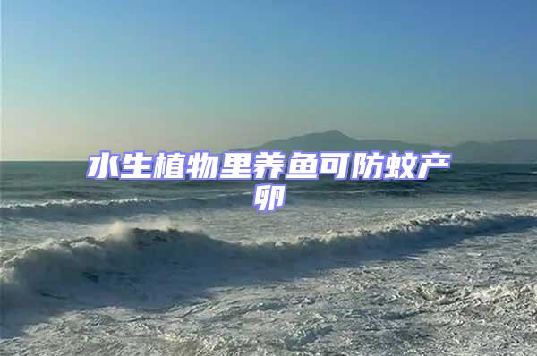 水生植物里養魚可防蚊產卵