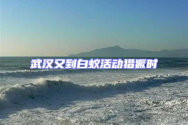 武漢又到白蟻活動猖獗時