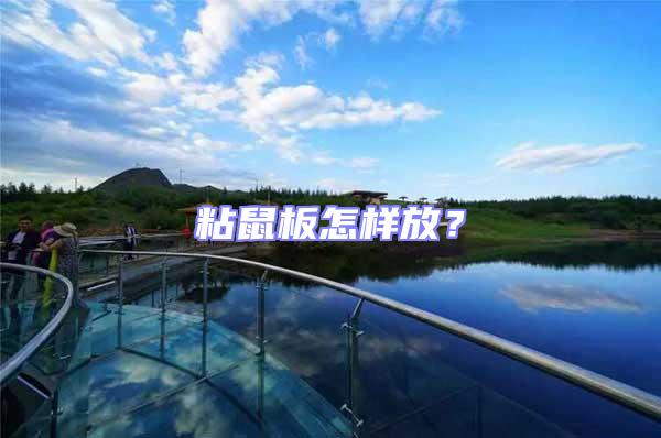 粘鼠板怎樣放？