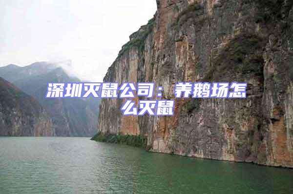 深圳滅鼠公司:養鵝場怎么滅鼠