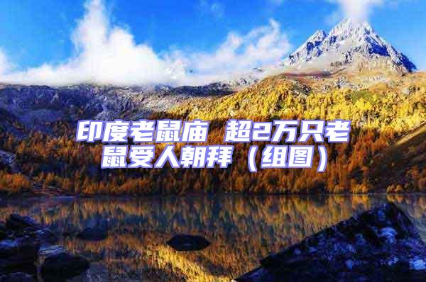 印度老鼠廟 超2萬只老鼠受人朝拜（組圖）