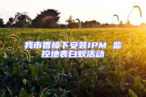 我市香樟下安裝IPM 監(jiān)控地表白蟻活動