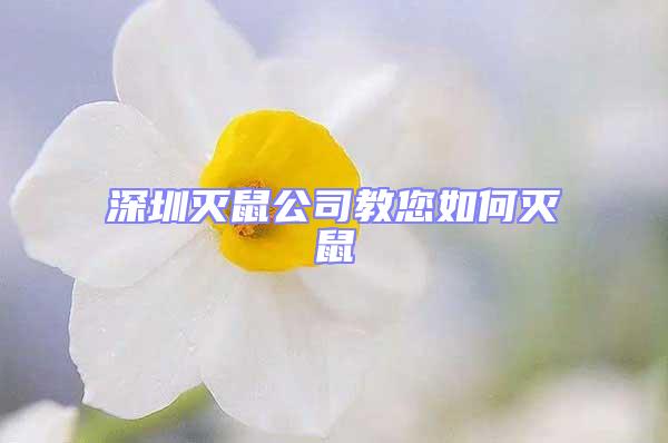 深圳滅鼠公司教您如何滅鼠