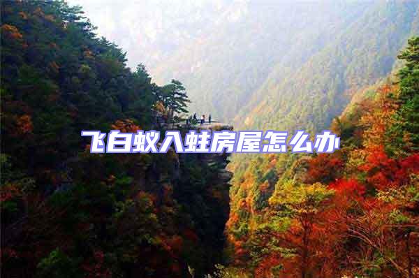 飛白蟻入蛀房屋怎么辦