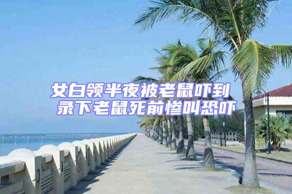 女白領(lǐng)半夜被老鼠嚇到 錄下老鼠死前慘叫恐嚇