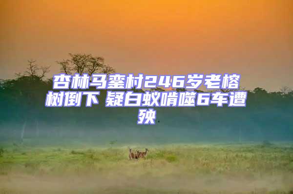 杏林馬鑾村246歲老榕樹倒下　疑白蟻啃噬6車遭殃