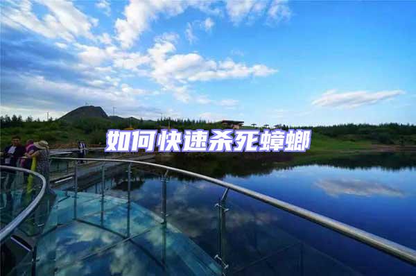 如何快速殺死蟑螂