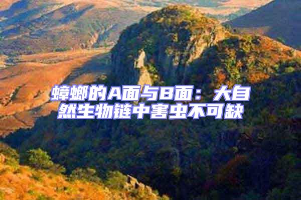 蟑螂的A面與B面：大自然生物鏈中害蟲不可缺