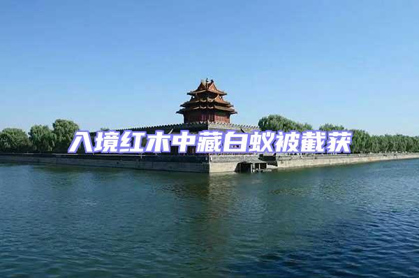 入境紅木中藏白蟻被截獲