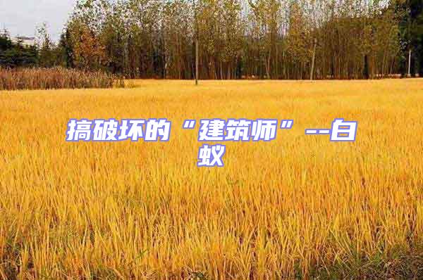 搞破壞的“建筑師”--白蟻