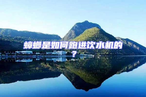 蟑螂是如何跑進飲水機的？