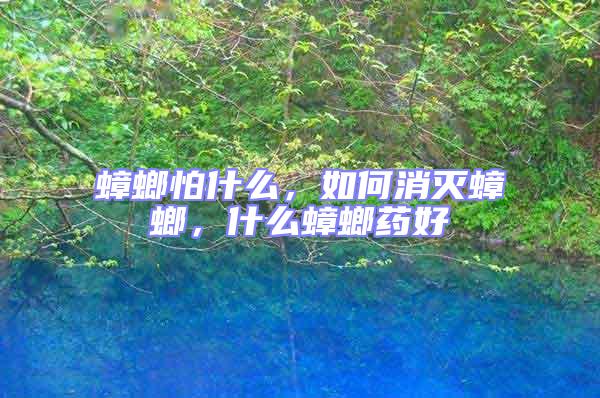 蟑螂怕什么，如何消滅蟑螂，什么蟑螂藥好