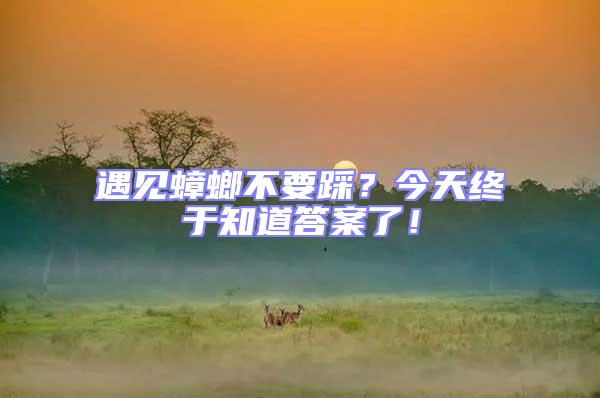 遇見蟑螂不要踩？今天終于知道答案了！