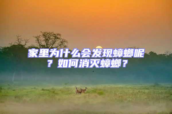 家里為什么會發(fā)現(xiàn)蟑螂呢？如何消滅蟑螂？