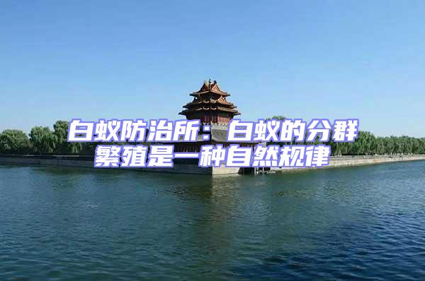 白蟻防治所：白蟻的分群繁殖是一種自然規(guī)律