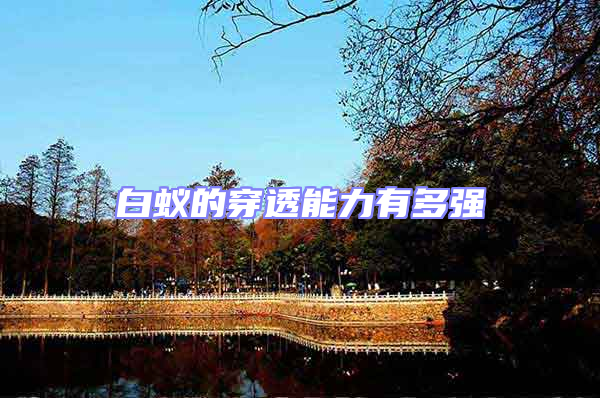 白蟻的穿透能力有多強