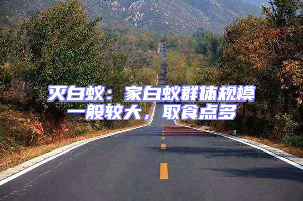 滅白蟻：家白蟻群體規(guī)模一般較大，取食點多