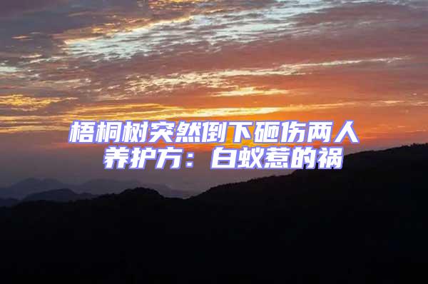 梧桐樹突然倒下砸傷兩人 養(yǎng)護(hù)方：白蟻惹的禍