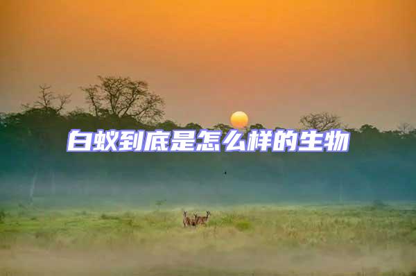 白蟻到底是怎么樣的生物