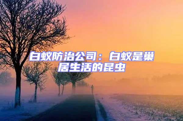 白蟻防治公司：白蟻是巢居生活的昆蟲(chóng)