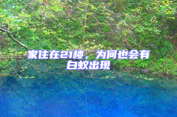 家住在21樓，為何也會(huì)有白蟻出現(xiàn)