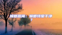 蟑螂趣聞：蟑螂特愛干凈？