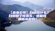 【殺蟲公司】白蟻吃什么?白蟻除了吃木頭,還能吃鋼筋水泥嗎?