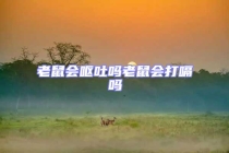 老鼠會(huì)嘔吐嗎老鼠會(huì)打嗝嗎