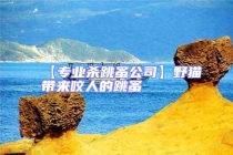 【專業殺跳蚤公司】野貓帶來咬人的跳蚤