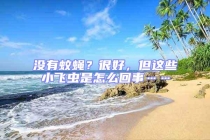 沒有蚊蠅？很好，但這些小飛蟲是怎么回事……
