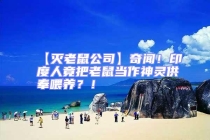 【滅老鼠公司】奇聞！印度人竟把老鼠當作神靈供奉喂養？！