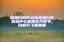 深圳白蟻防治所深圳白蟻防治中心春暖花開時節，白蟻分飛期來臨