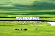 常見(jiàn)螞蟻的種類(lèi)