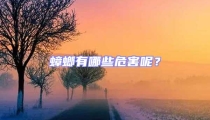 蟑螂有哪些危害呢？