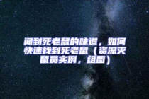 聞到死老鼠的味道，如何快速找到死老鼠（資深滅鼠員實(shí)例，組圖）