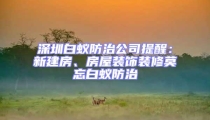 深圳白蟻防治公司提醒:新建房、房屋裝飾裝修莫忘白蟻防治