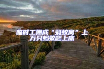 臨時工棚成“螞蟻窩”上萬只螞蟻爬上床