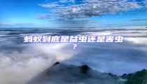 螞蟻到底是益蟲還是害蟲?