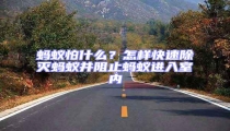 螞蟻怕什么？怎樣快速除滅螞蟻并阻止螞蟻進(jìn)入室內(nèi)