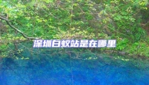 深圳白蟻站是在哪里