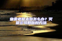 宿舍老鼠太多怎么辦？滅鼠公司教你好方法
